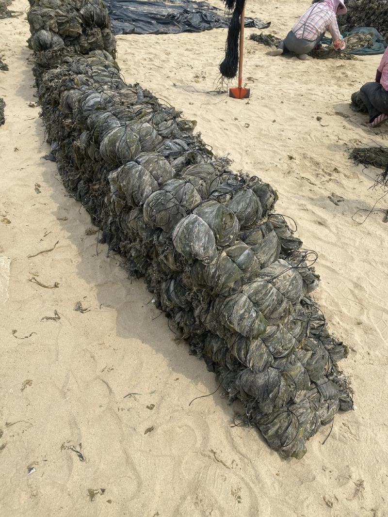 海带干海带海带干日晒海带福建海带无沙海带挂菜产地直接发货