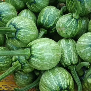 嫩南瓜大基地蔬菜种植。