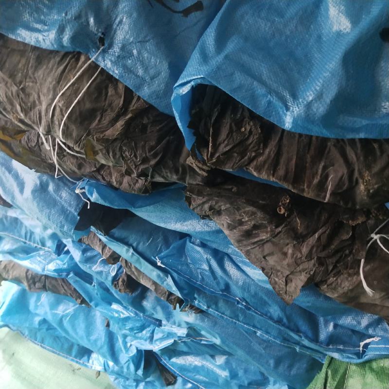 干海带挂菜海带干海带皮宽叶海带厚实海带产地养殖场直供货