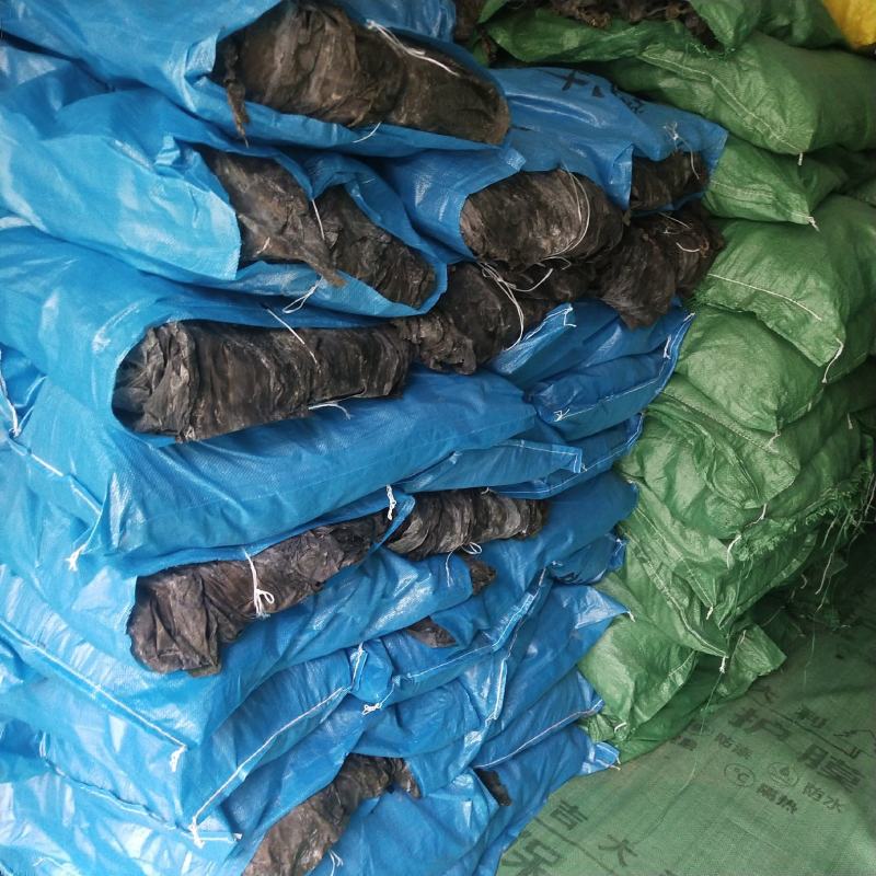 干海带挂菜海带干海带皮宽叶海带厚实海带产地养殖场直供货