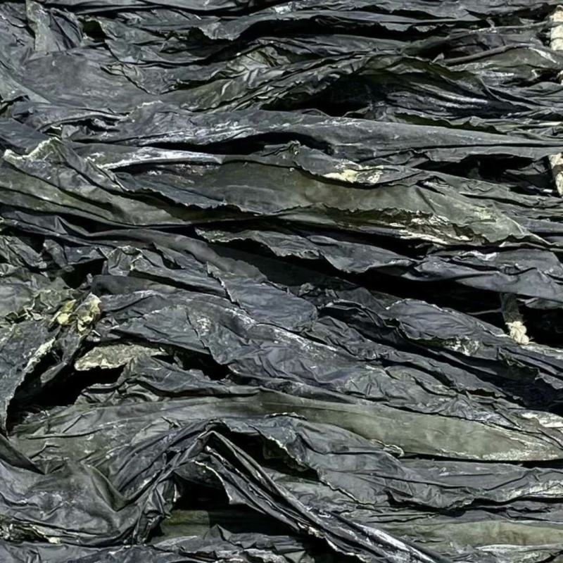 干海带挂菜海带干海带皮宽叶海带厚实海带产地养殖场直供货