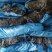 干海带挂菜海带干海带皮宽叶海带厚实海带产地养殖场直供货