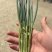 精品葱苗，长白葱苗钢葱苗大田种植基地直供大量有货