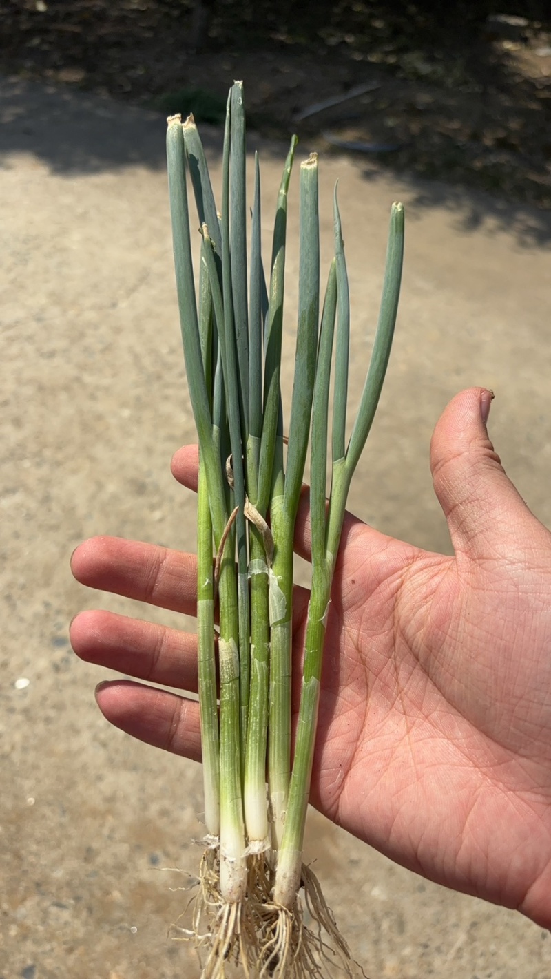 精品葱苗，长白葱苗钢葱苗大田种植基地直供大量有货