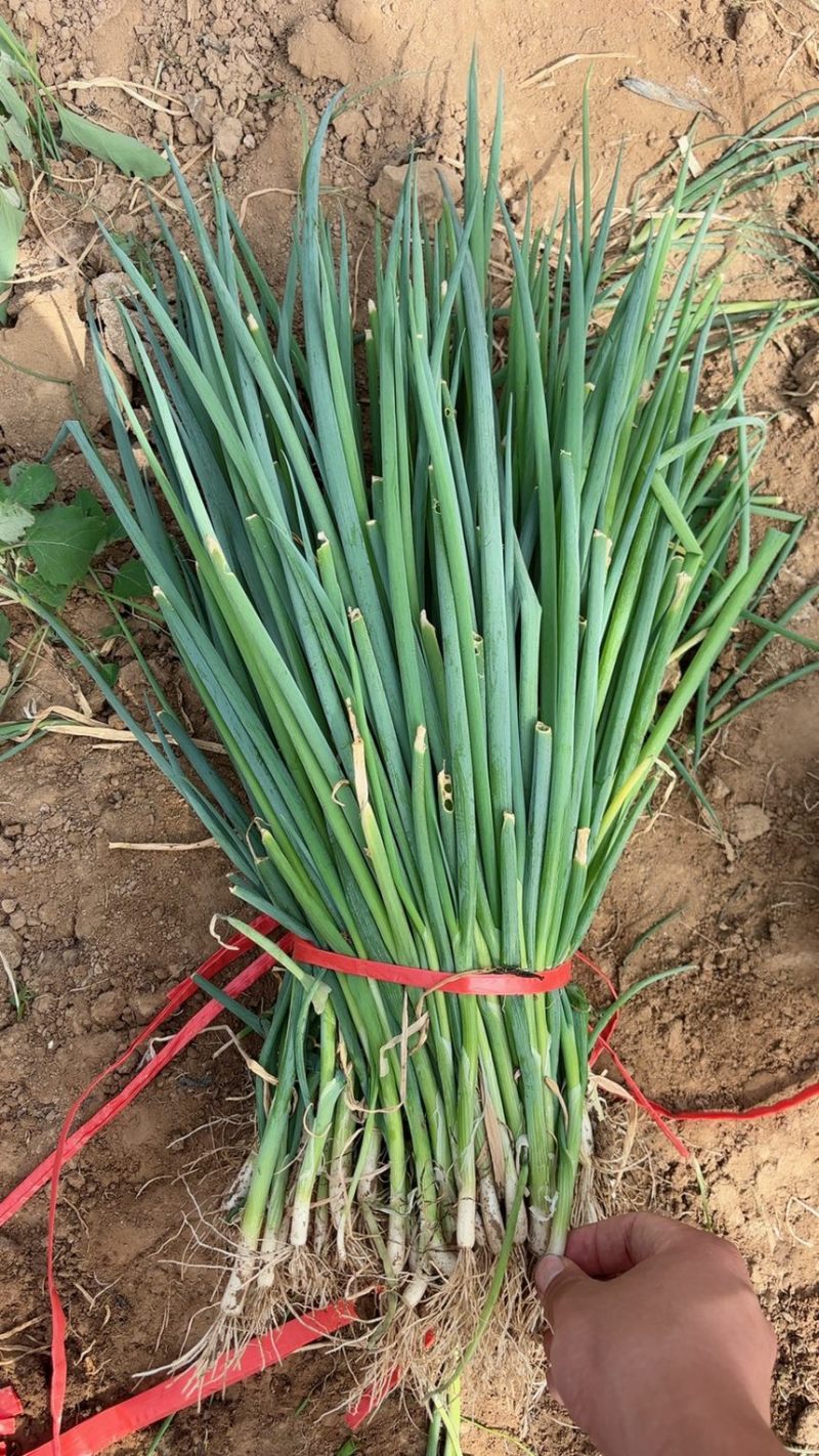 精品葱苗，长白葱苗钢葱苗大田种植基地直供大量有货