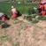 精品葱苗，长白葱苗钢葱苗大田种植基地直供大量有货