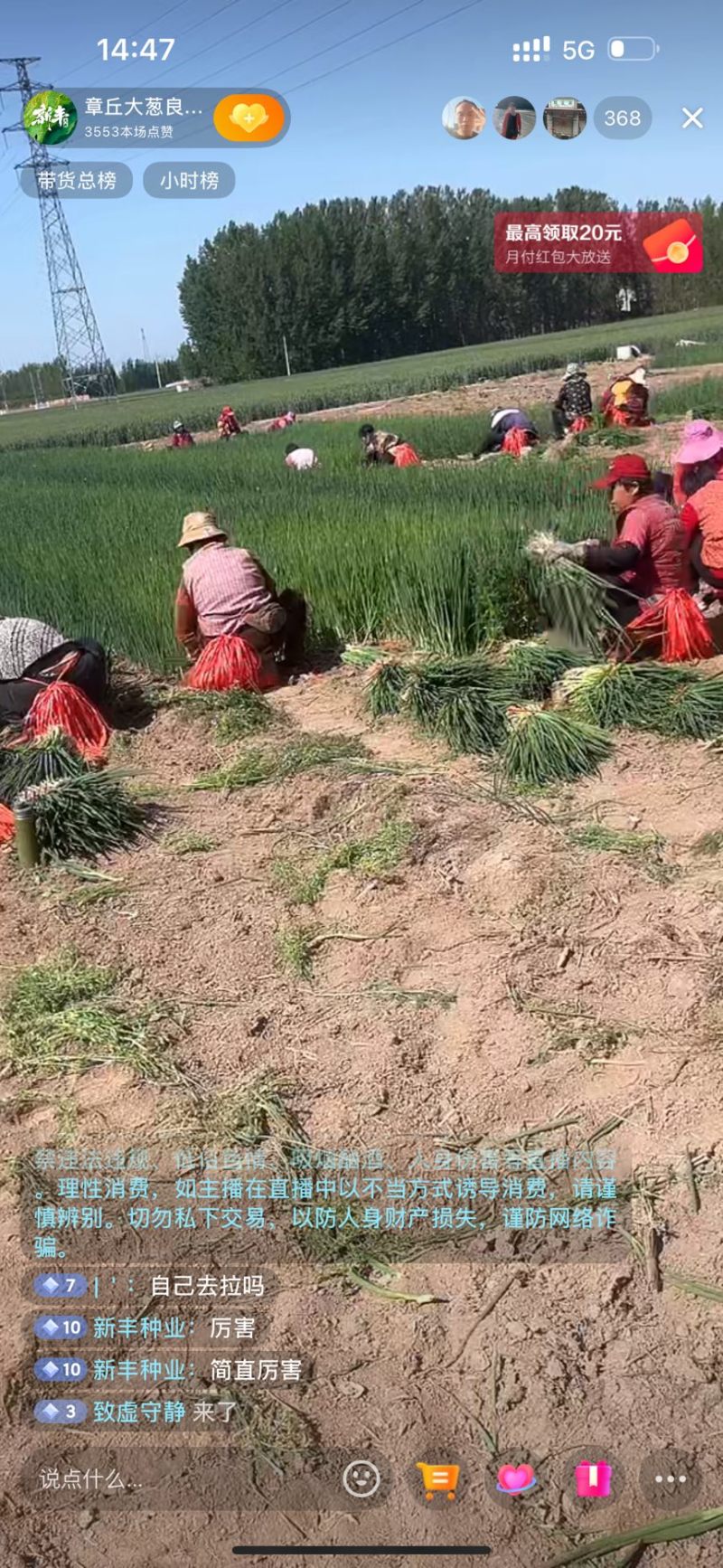 精品葱苗，长白葱苗钢葱苗大田种植基地直供大量有货