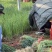精品葱苗，长白葱苗钢葱苗大田种植基地直供大量有货