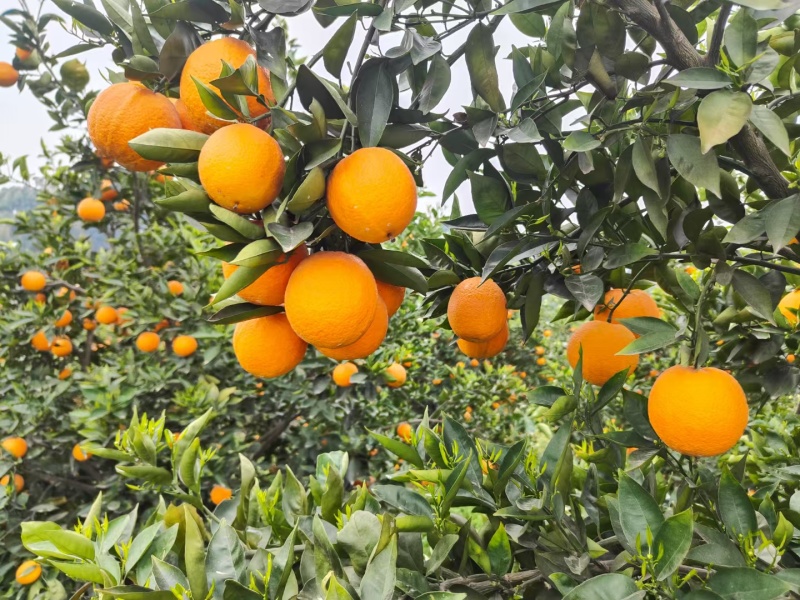 有花有果才是夏橙，农产品地理标志，夏橙35号，无核夏橙