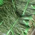 贡菜干货1234级有货，加工厂持续生产。