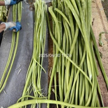 贡菜干货1234级有货，加工厂持续生产。