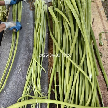 贡菜干货1234级有货，加工厂持续生产。