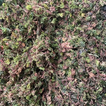 回芯草大货批发回心草