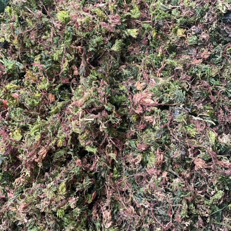 回芯草大货批发回心草