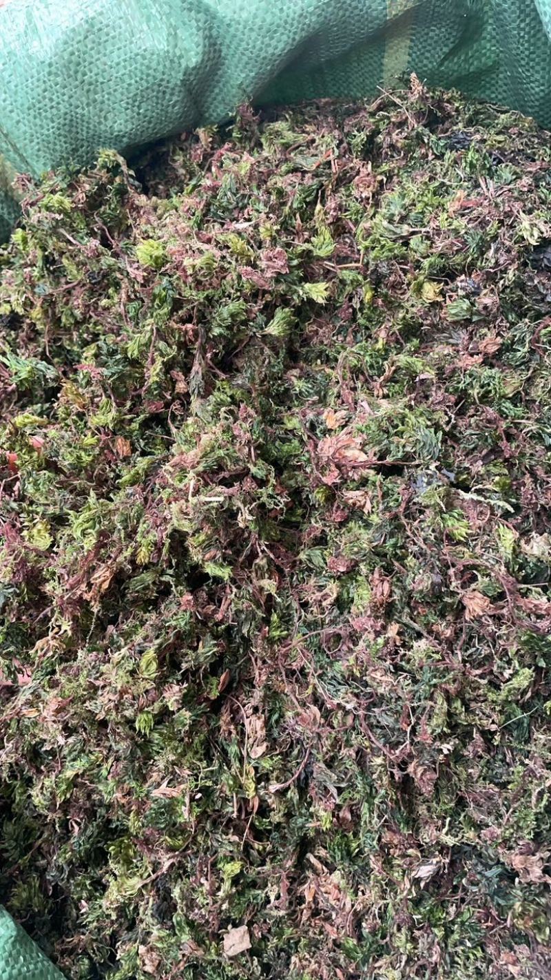 回芯草大货批发回心草