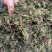 回芯草大货批发回心草