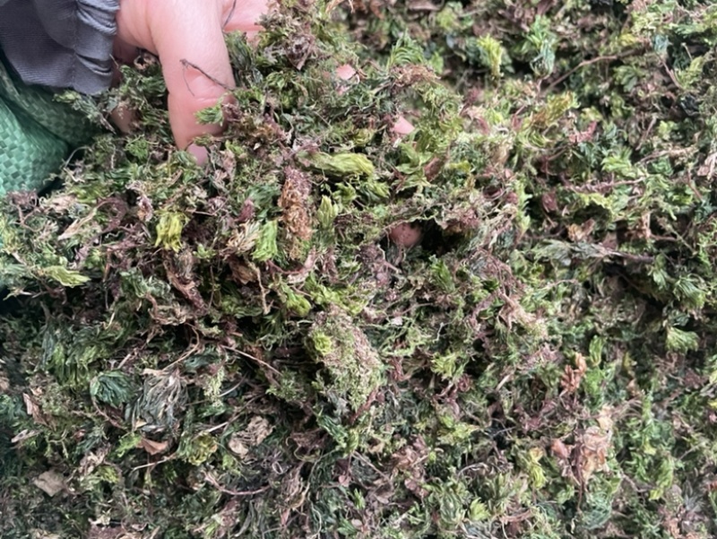 回芯草大货批发回心草