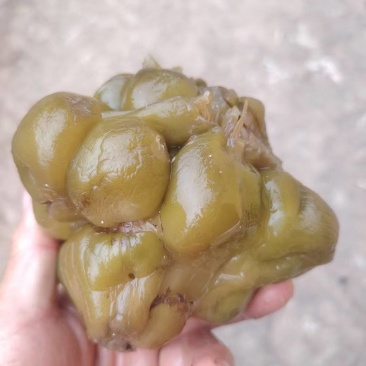 榨菜，腌制榨菜