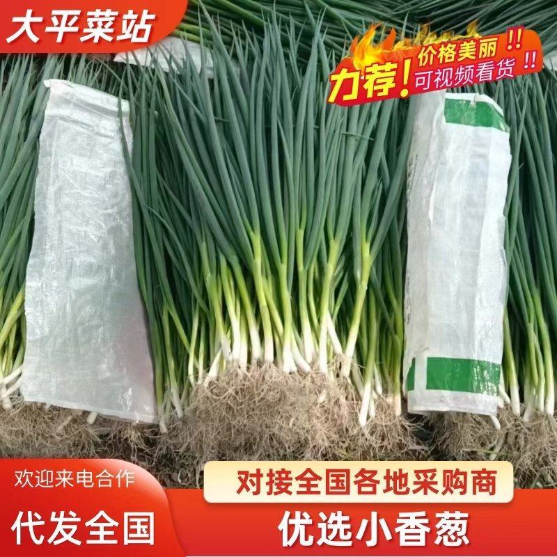 【精选】吉林产区万秀香葱大量有货产地直发香葱大量有货