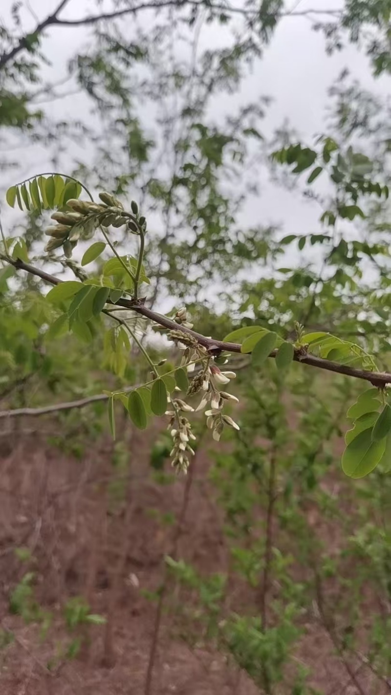 洋槐花