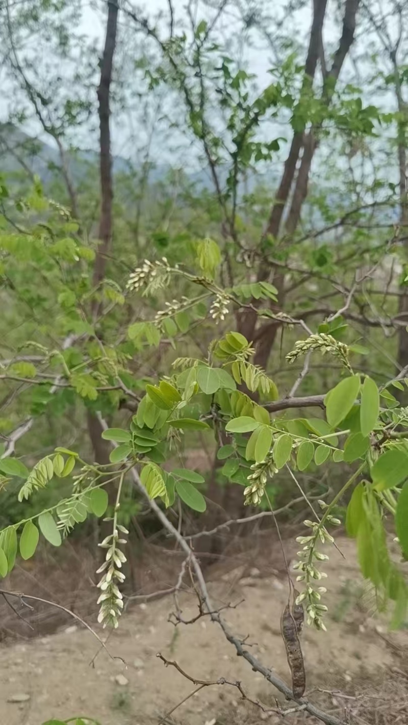洋槐花