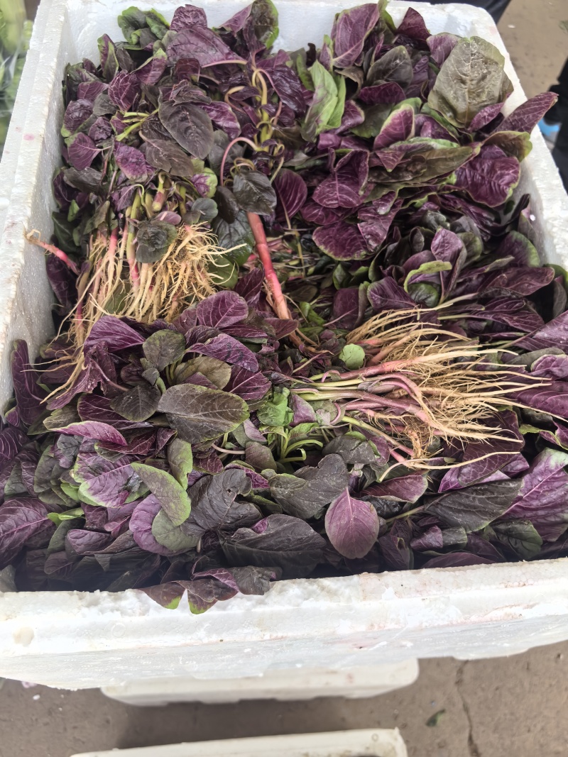 红苋菜，大量供应，需要的老板联系，量大从优，