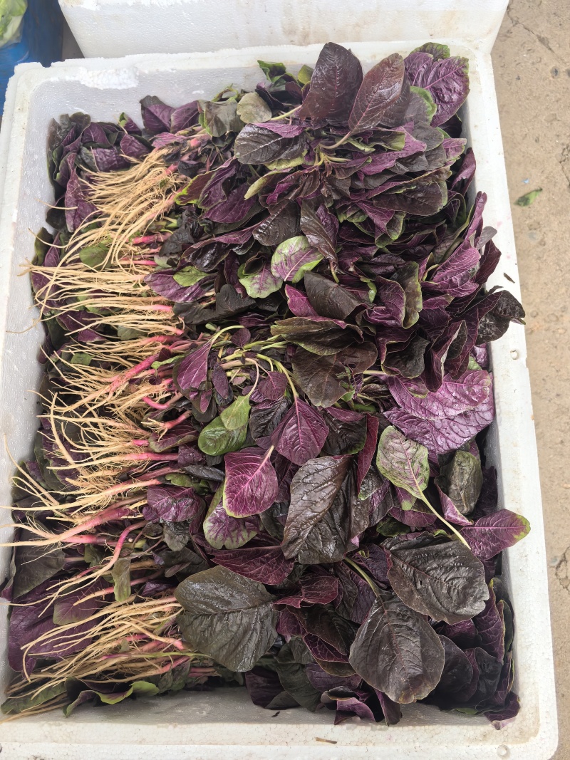 红苋菜，大量供应，需要的老板联系，量大从优，