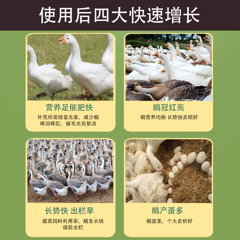 小鹅全价配合颗粒饲料爱吃肯长中草药益生菌配方厂家直销80斤