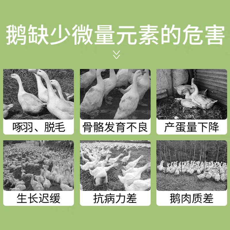 小鹅全价配合颗粒饲料爱吃肯长中草药益生菌配方厂家直销80斤