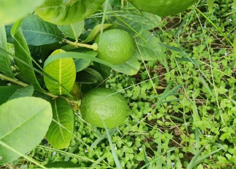湛江香水柠檬