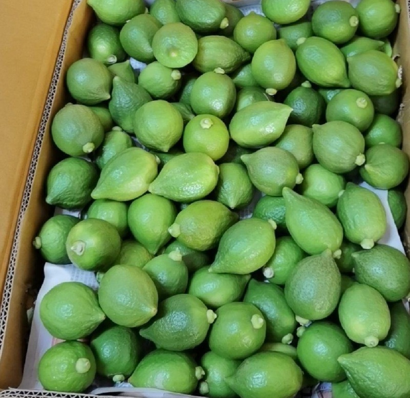 湛江香水柠檬