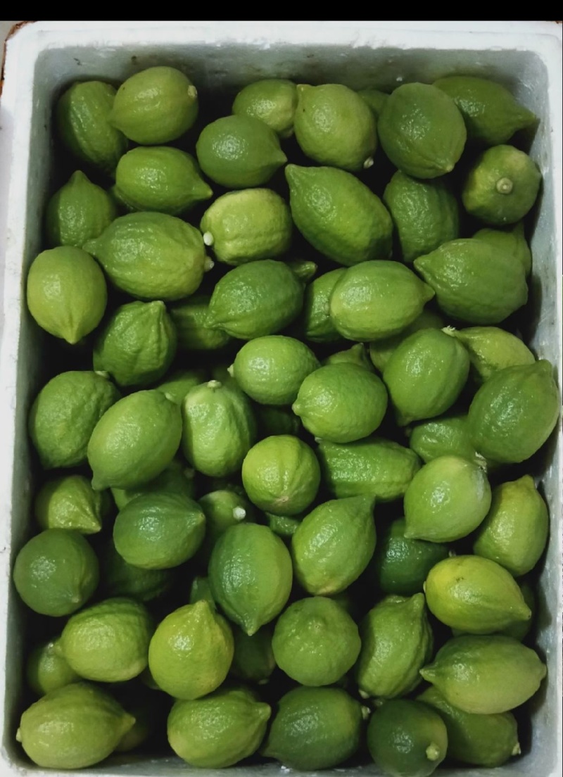 湛江香水柠檬