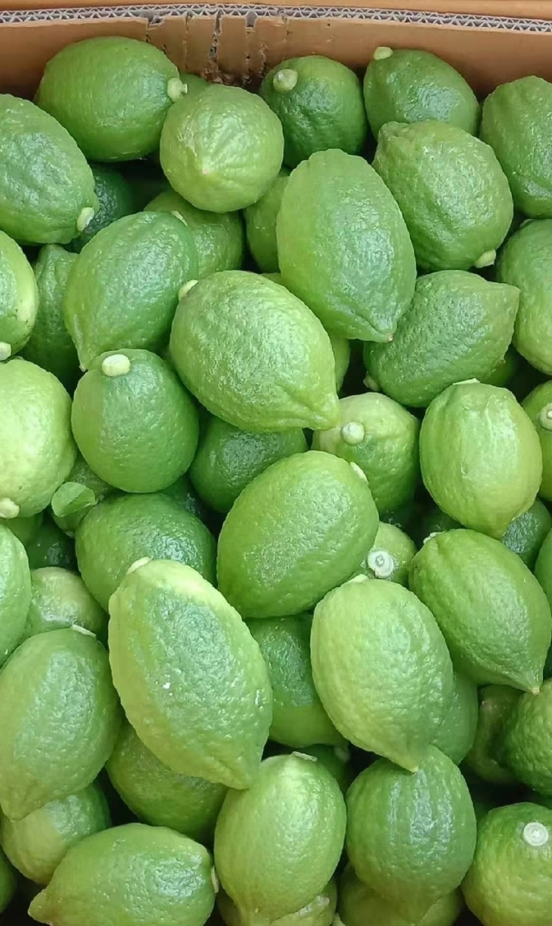 湛江香水柠檬