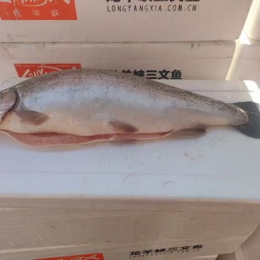 青海龙羊峡三文鱼