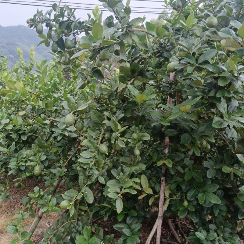 广东香水柠檬