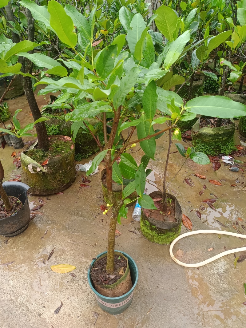 黑糖芭比莲雾果苗，大果子脆甜好吃产量高