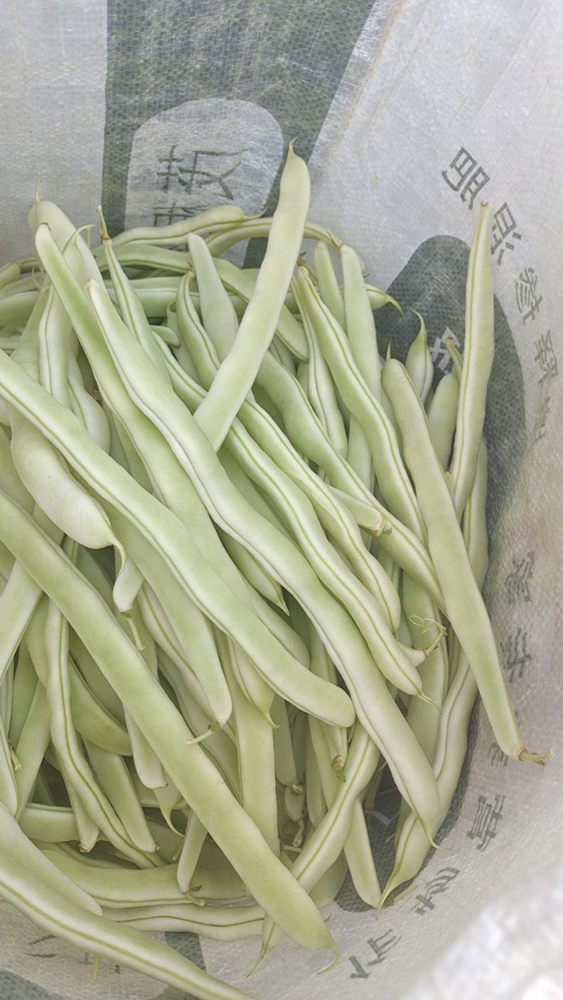 山东白不老大量上市，可对接电商，超市，饭店