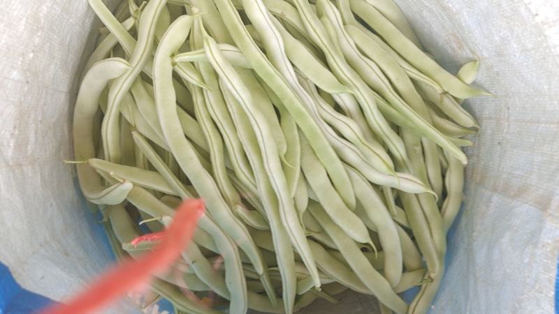 山东白不老大量上市，可对接电商，超市，饭店