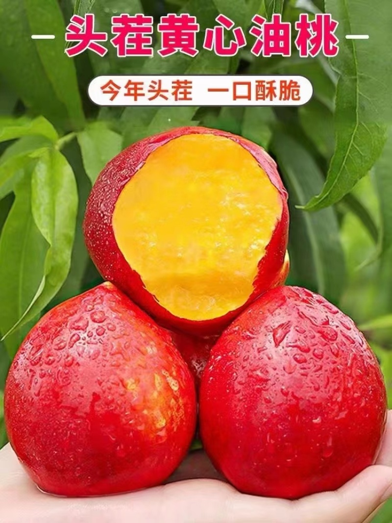 🅰中油油桃硬度好口感脆甜质量三包全国代发
