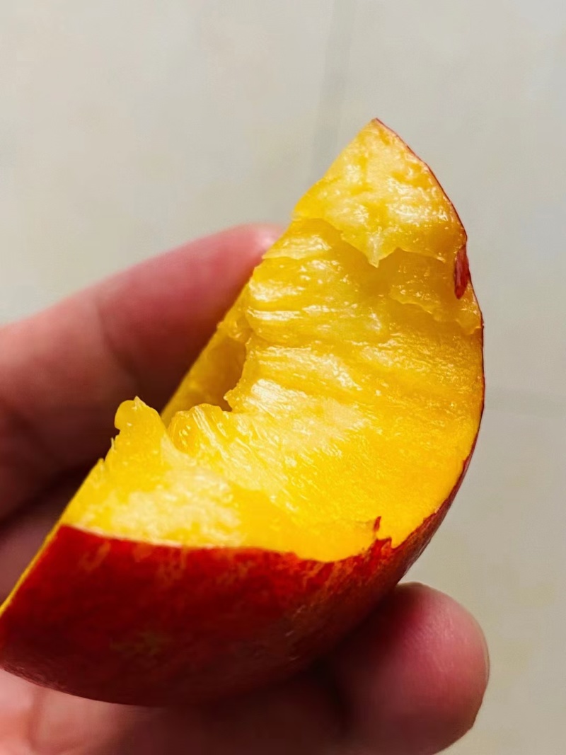 🅰中油油桃硬度好口感脆甜质量三包全国代发
