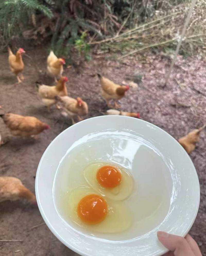 新鲜土鸡蛋批发有意向的联系我，价格优惠，感谢各位老板。