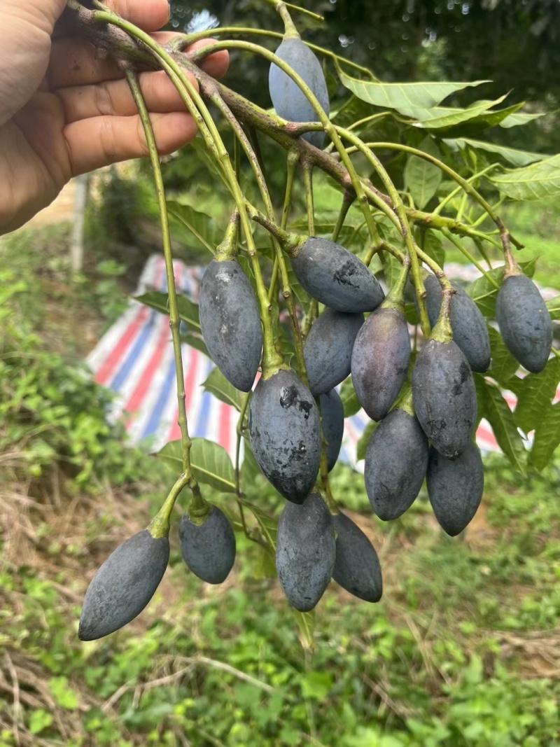 本地黑油橄榄，2年苗，载种第三年挂果