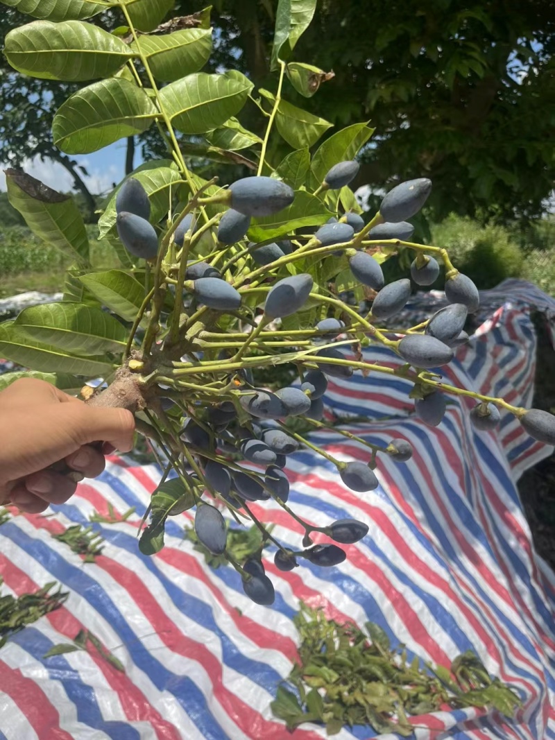 本地黑油橄榄，2年苗，载种第三年挂果