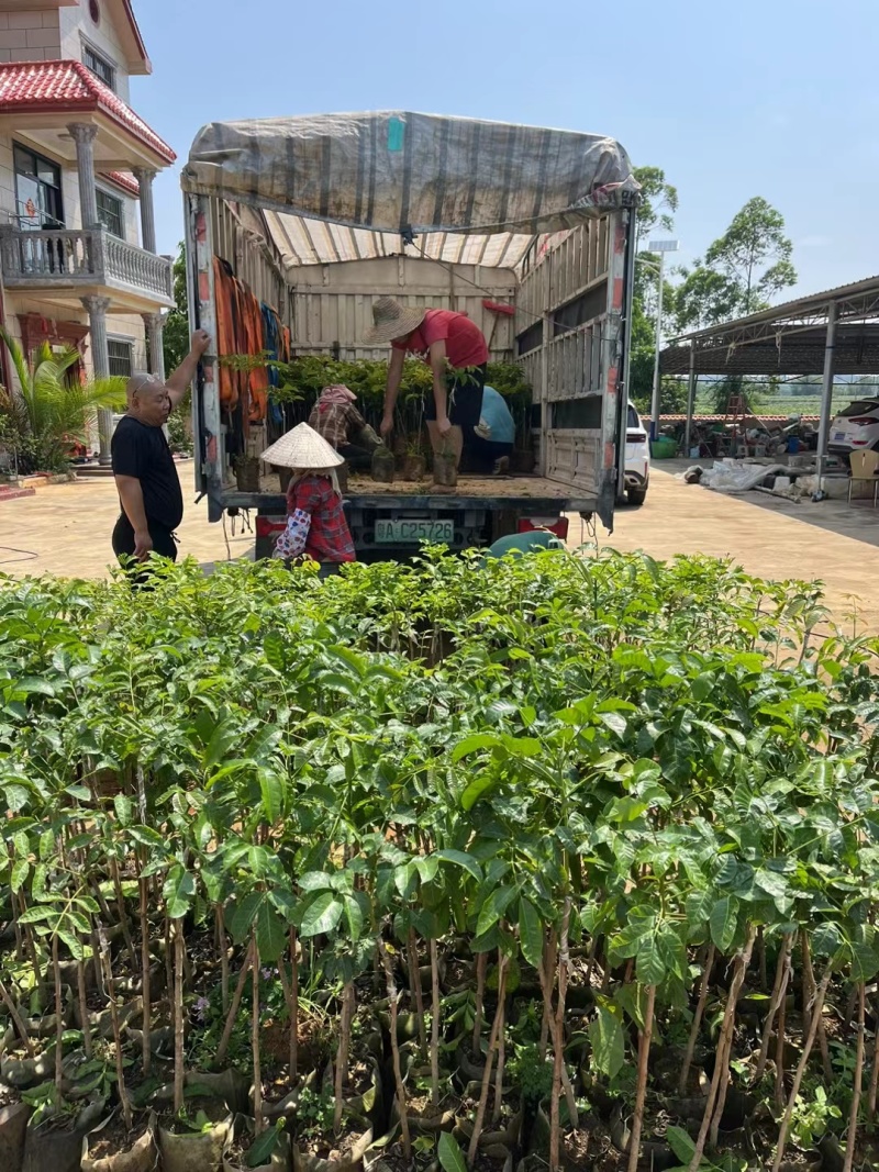本地黑油橄榄，2年苗，载种第三年挂果
