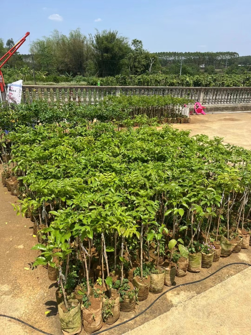本地黑油橄榄，2年苗，载种第三年挂果