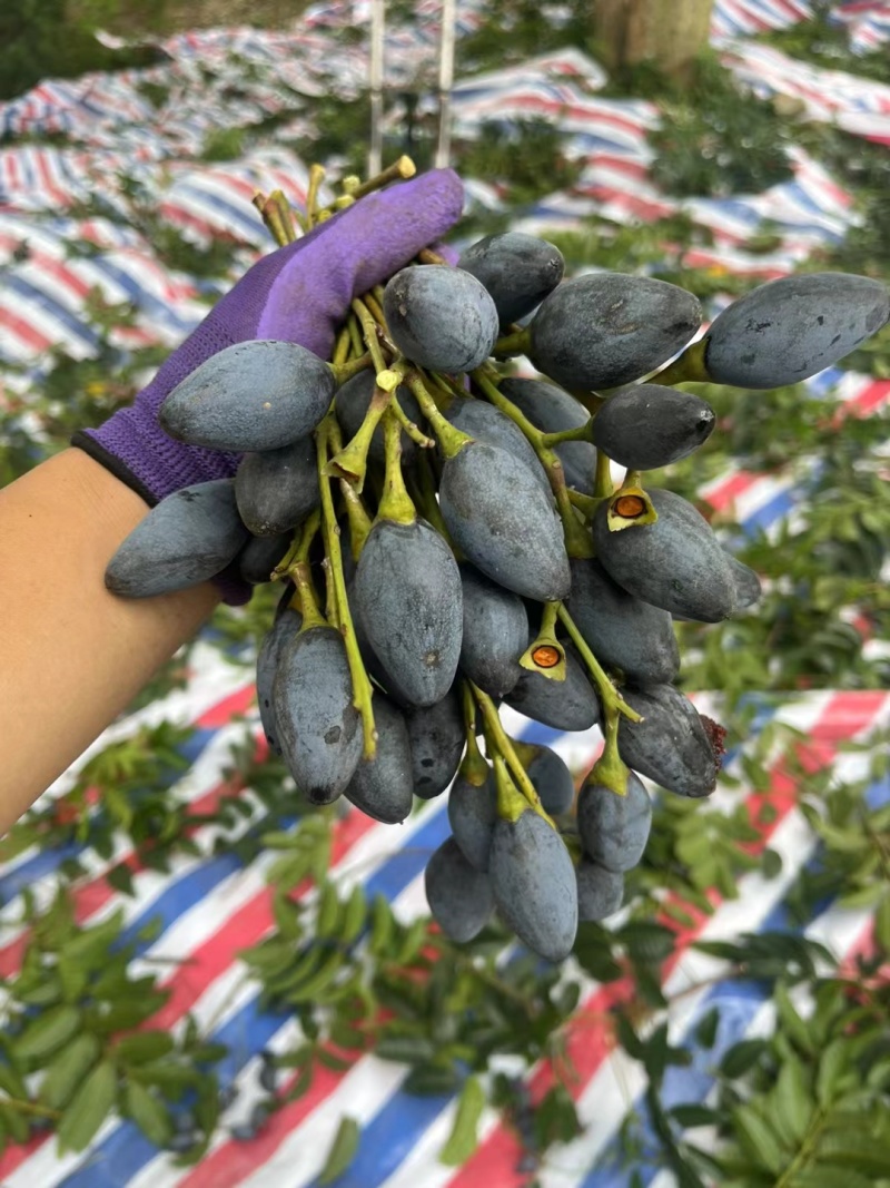 本地黑油橄榄，2年苗，载种第三年挂果