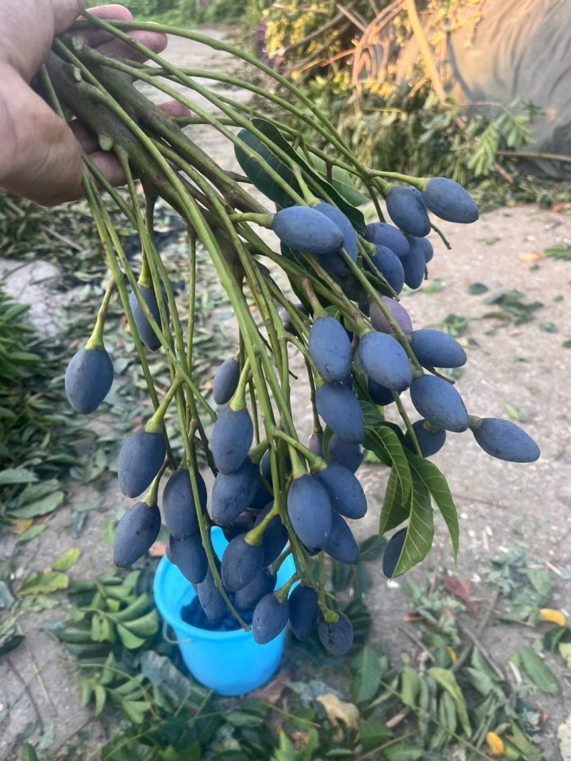 本地黑油橄榄，2年苗，载种第三年挂果