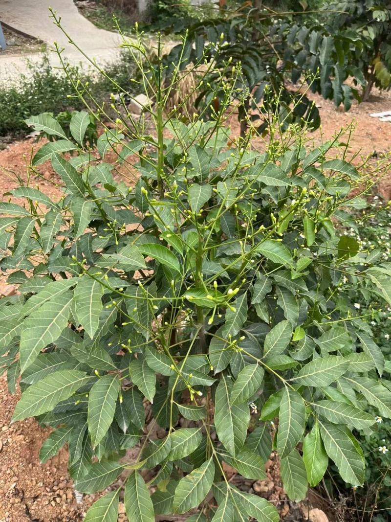本地黑油橄榄，2年苗，载种第三年挂果
