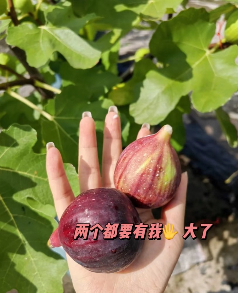 【产地直供】新鲜无花果，现摘现发，空运直达，✅极速发货