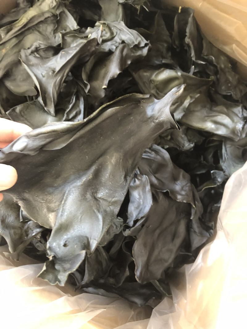 海带头烘干水洗海带头海带头片海带海带干干海带头